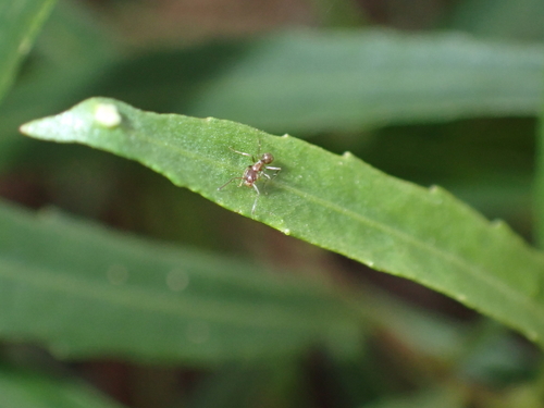 iNaturalist observation photo of Argentine Ant