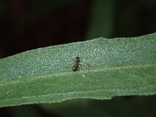 iNaturalist observation photo of Argentine Ant