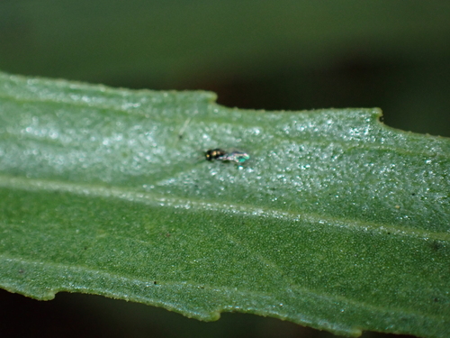 iNaturalist observation photo of Chalcidoid Wasps