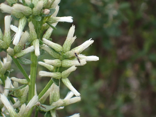 iNaturalist observation photo of Ichneumonid Wasps