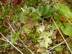 Peltigera britannica