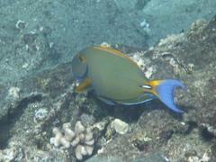 Acanthurus dussumieri