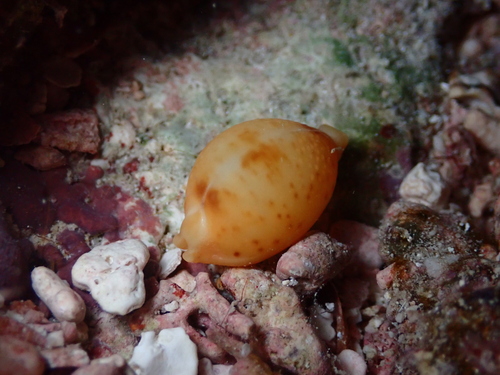 Cypraea bistrinotata observed 2025-11-11