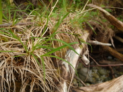 Carex macrochaeta