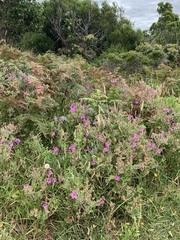 Pelargonium cucullatum cucullatum