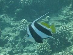 Heniochus diphreutes