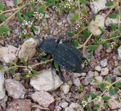 Philolithus aegrotus