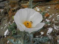 Argemone glauca