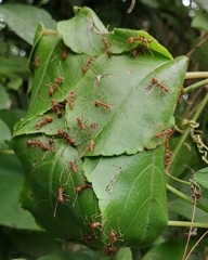 Oecophylla smaragdina