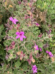 Pelargonium cucullatum cucullatum