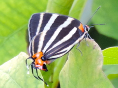 Panthiades bathildis