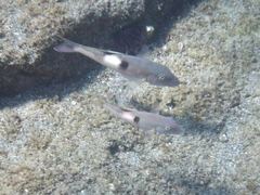 Parupeneus pleurostigma