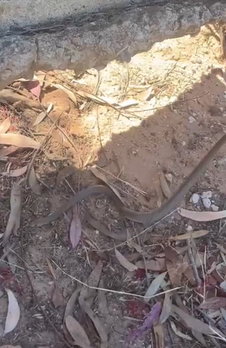 Eastern Brown Snake sighting