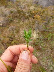 Gentiana platypetala