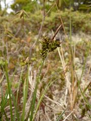 Carex livida