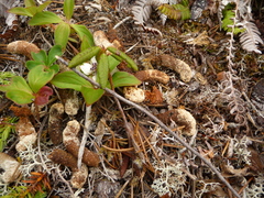 Dendragapus fuliginosus