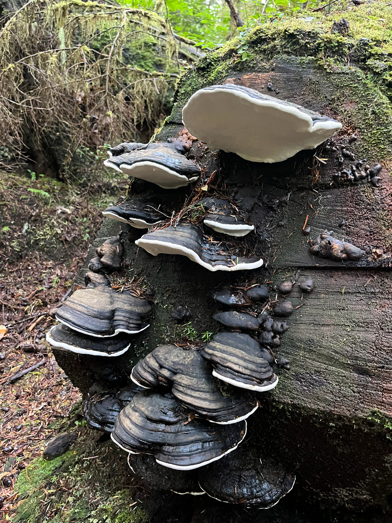Fomitopsis ochracea · November 2025 · photo: © igooutsidesometimes (iNaturalist, cc-by)