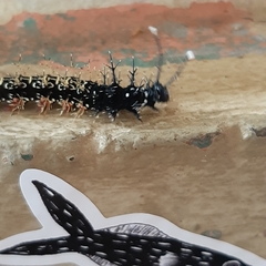 Lepidoptera
