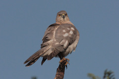 Accipiter badius