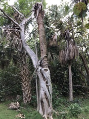 Ficus aurea