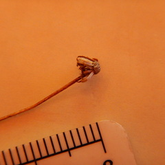 Erigeron lonchophyllus