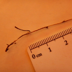 Erigeron lonchophyllus