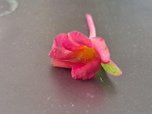 wingpod purslane