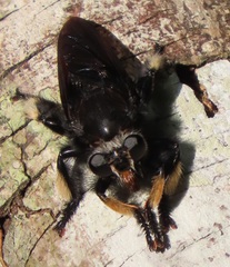 Hyperechia consimilis