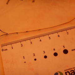 Erigeron lonchophyllus