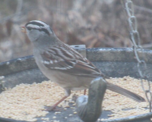 White-crowned Sparrow photographed in Texas