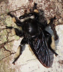 Hyperechia consimilis