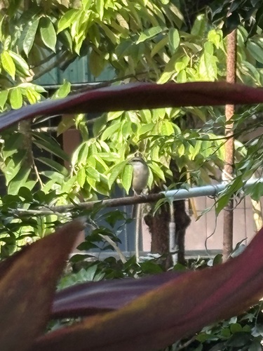 Brown Shrike