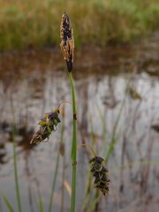 Carex pluriflora