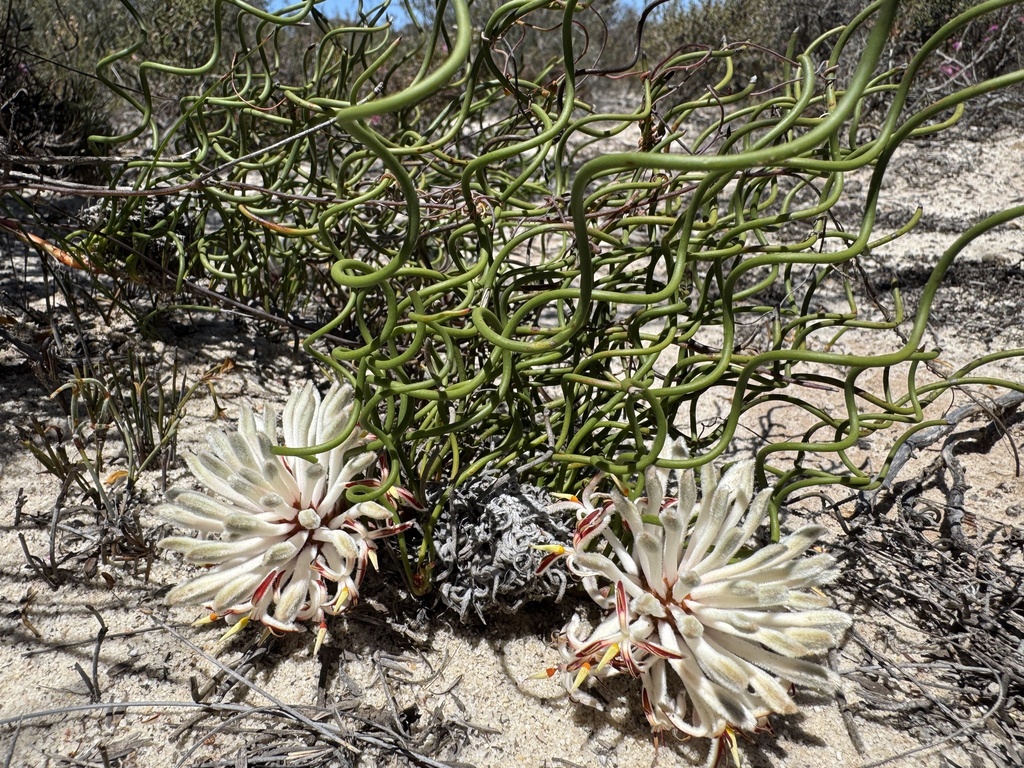 Petrophile helicophylla