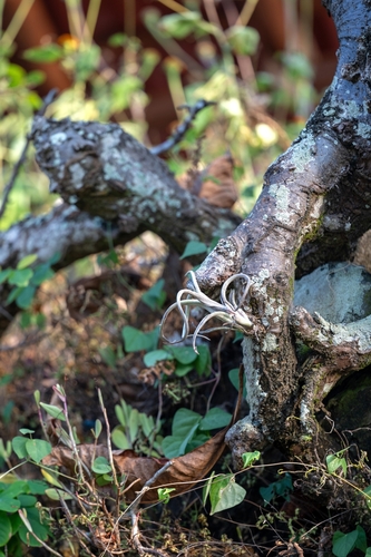 Tillandsia intermedia (Tillandsia intermedia)