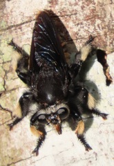 Hyperechia consimilis