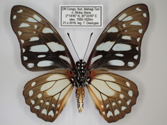 Graphium leonidas leonidas