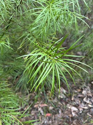 Emu berry (Podocarpus drouynianus)