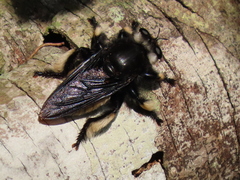 Hyperechia consimilis