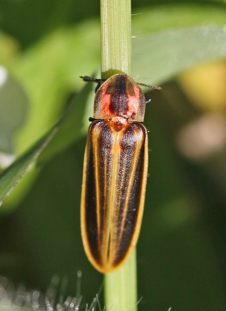 Keel-necked firefly