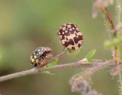 Orsilochides scurrilis