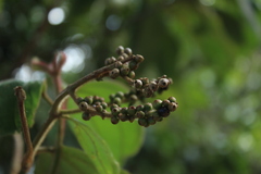 Miconia aeruginosa