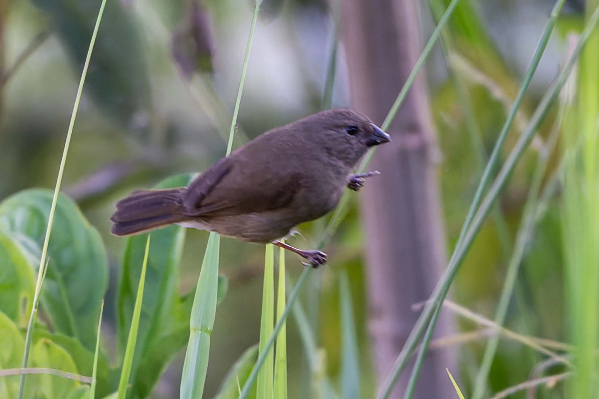 Dull-colored Grassquit (Asemospiza obscura), photo 5