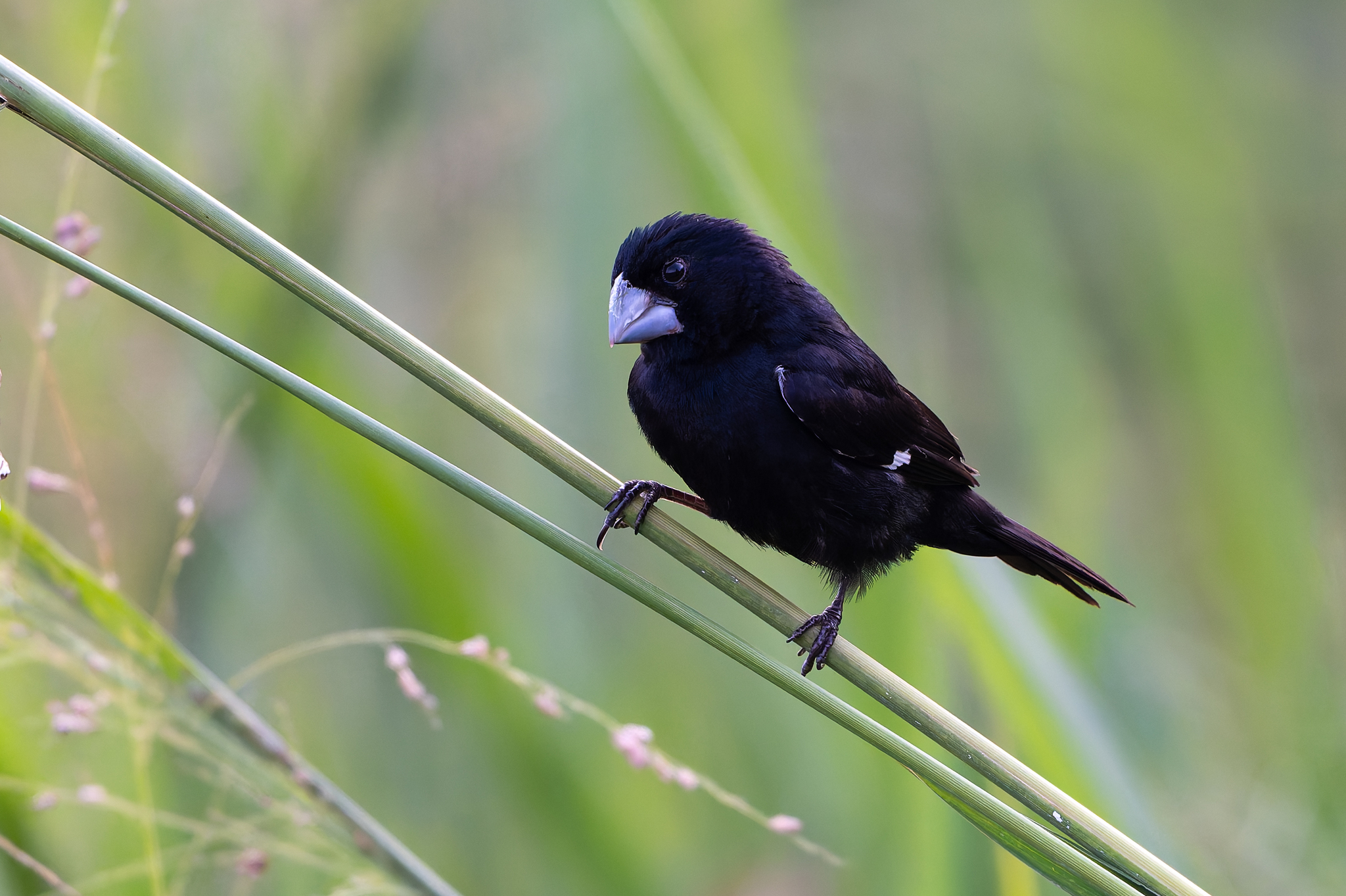 Large-billed Seed Finch (Sporophila crassirostris), photo 3