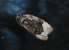 Apotomis funerea