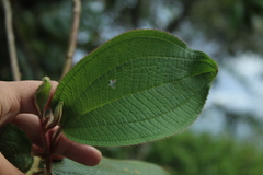 Miconia aeruginosa