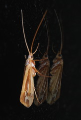 Limnephilus ornatus