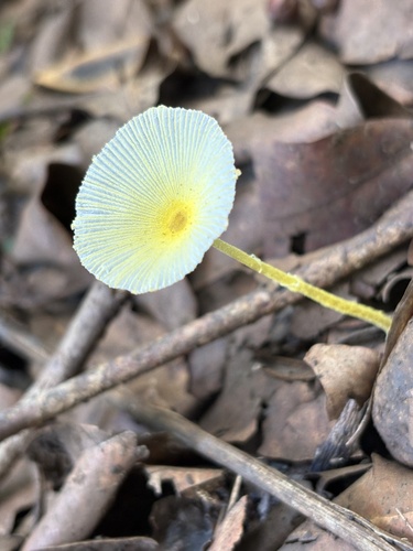 Leucocoprinus fragilissimus, 2025-11-11