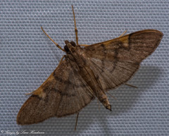 Omiodes simialis
