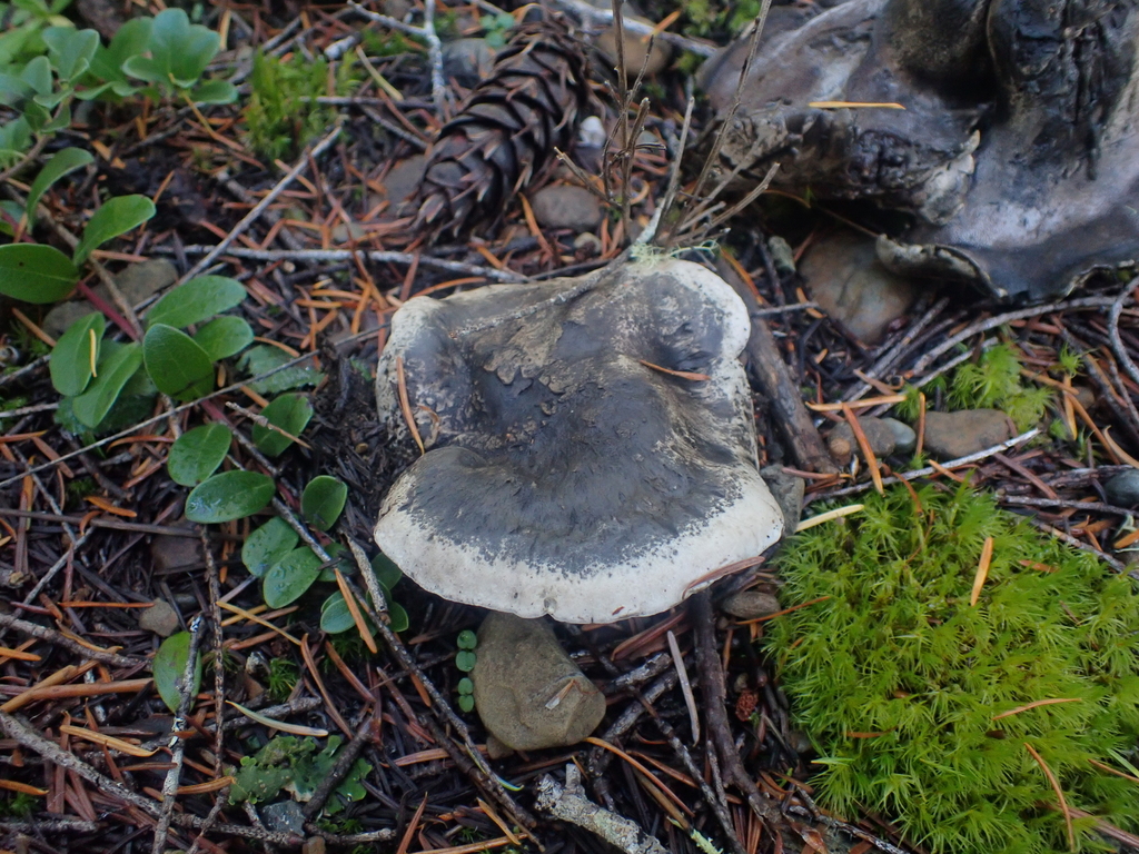 Boletopsis grisea